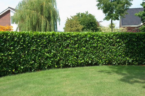 Laurbærkirsebær Prunus laurocerasus 'Etna' hæk 125-150 rodklump Prunus laurocerasus 'Etna' 125-150 cm