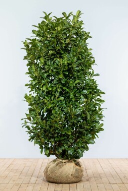 Prunus laurocerasus 'Etna' 150-175 cm