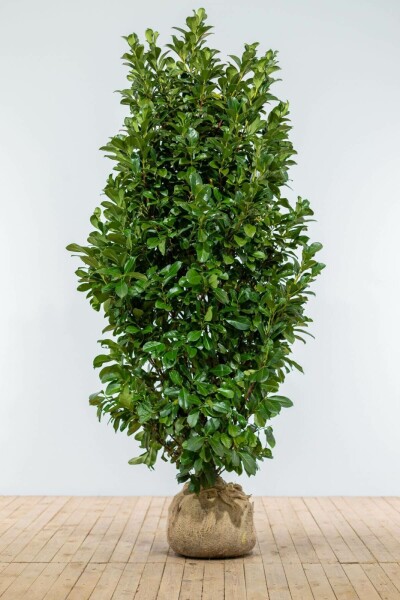 Prunus laurocerasus 'Etna' 175-200 cm