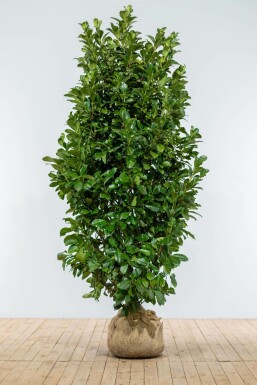 Prunus laurocerasus 'Etna' 175-200 cm