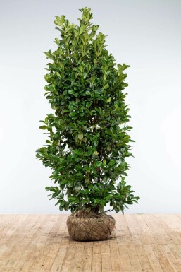 Prunus laurocerasus 'Etna' 200-225 cm