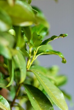 Laurbærkirsebær Prunus laurocerasus 'Genolia' hæk 60-80 rodklump