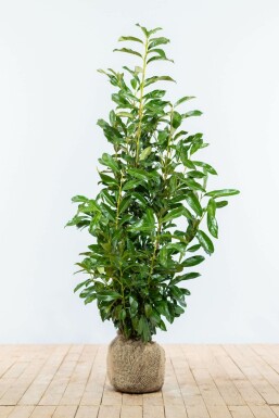 Prunus laurocerasus 'Genolia' 80-100 cm