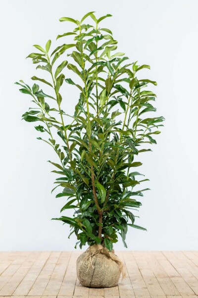 Prunus laurocerasus 'Genolia' 100-125 cm