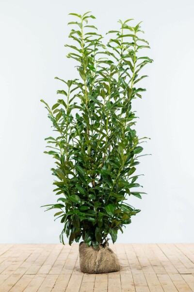 Prunus laurocerasus 'Genolia' 125-150 cm