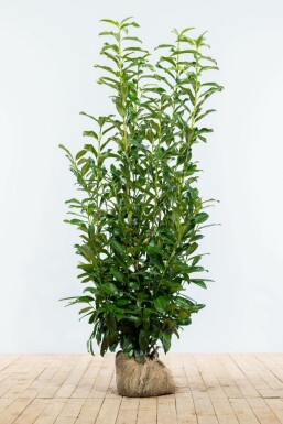 Prunus laurocerasus 'Genolia' 125-150 cm
