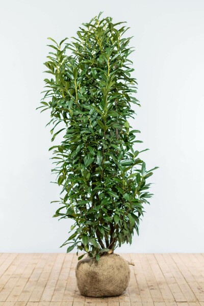 Prunus laurocerasus 'Genolia' 150-175 cm