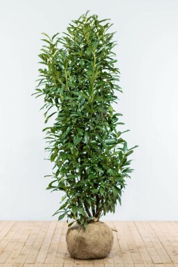 Prunus laurocerasus 'Genolia' 150-175 cm