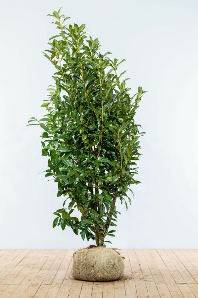 Prunus laurocerasus 'Genolia' 175-200 cm