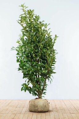 Prunus laurocerasus 'Genolia' 175-200 cm