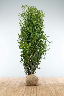 Prunus laurocerasus 'Genolia' 200-225 cm