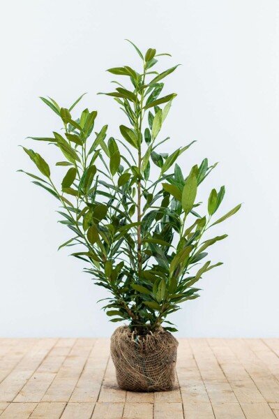 Prunus laurocerasus 'Herbergii' 60-80 cm