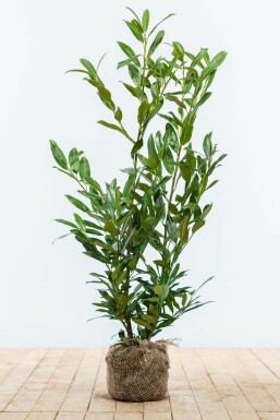 Prunus laurocerasus 'Herbergii' 80-100 cm