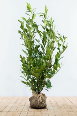 Prunus laurocerasus 'Herbergii' 100-125 cm