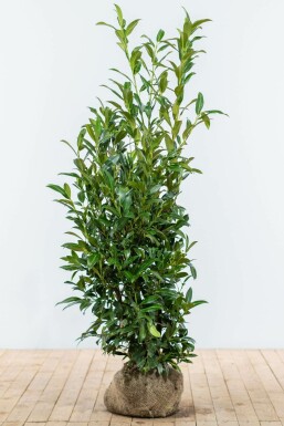 Prunus laurocerasus 'Herbergii' 125-150 cm