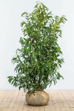 Prunus laurocerasus 'Herbergii' 150-175 cm