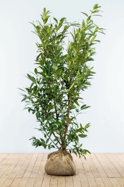 Prunus laurocerasus 'Herbergii' 175-200 cm