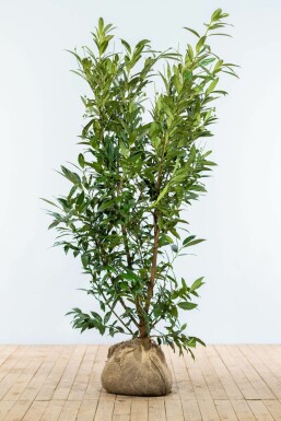 Prunus laurocerasus 'Herbergii'