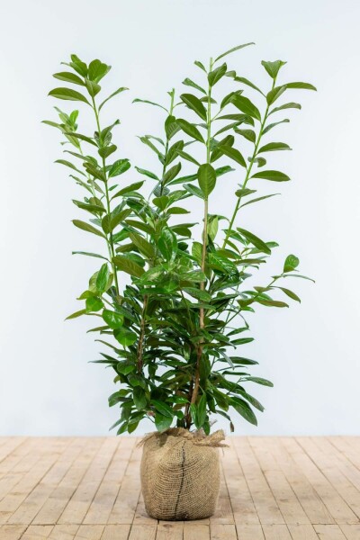 Prunus laurocerasus 'Novita' 80-100 cm