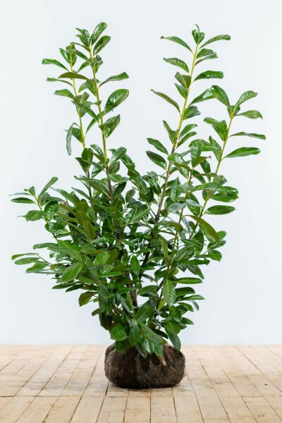 Prunus laurocerasus 'Novita' 100-125 cm