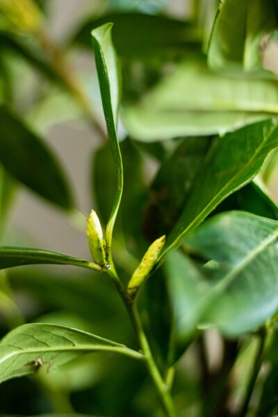 Laurbærkirsebær Prunus laurocerasus 'Novita' hæk 100-125 rodklump Prunus laurocerasus 'Novita' 100-125 cm