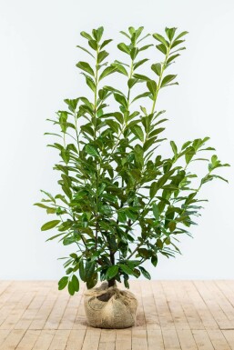 Laurbærkirsebær Prunus laurocerasus 'Novita' hæk 125-150 rodklump Prunus laurocerasus 'Novita' 125-150 cm