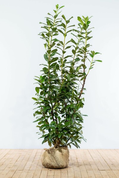 Prunus laurocerasus 'Novita' 150-175 cm