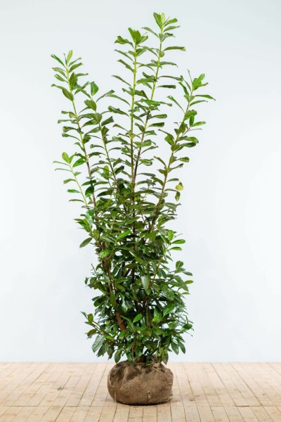 Prunus laurocerasus 'Novita' 175-200 cm