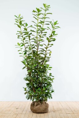 Laurbærkirsebær Prunus laurocerasus 'Novita' hæk 175-200 rodklump Prunus laurocerasus 'Novita' 175-200 cm