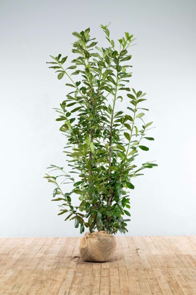 Prunus laurocerasus 'Novita' 200-225 cm