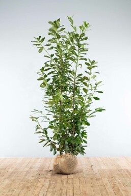 Laurbærkirsebær Prunus laurocerasus 'Novita' hæk 200-225 rodklump Prunus laurocerasus 'Novita' 200-225 cm