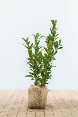 Prunus laurocerasus 'Otto Luyken' 30-40 cm