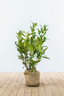 Prunus laurocerasus 'Otto Luyken' 40-50 cm