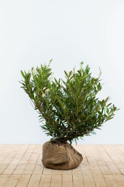 Prunus laurocerasus 'Otto Luyken' 50-60 cm