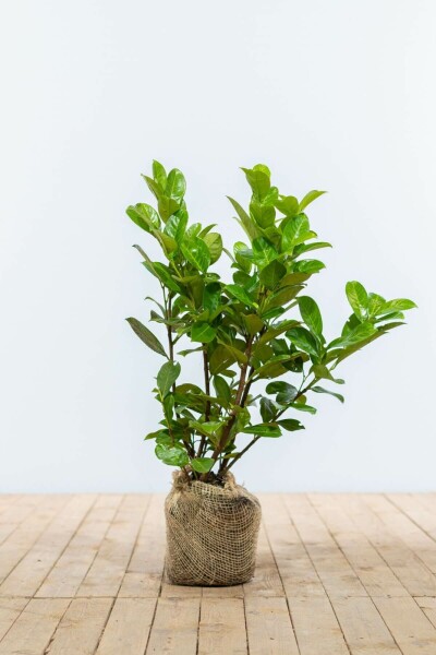 Prunus laurocerasus 'Rotundifolia' 60-80 cm