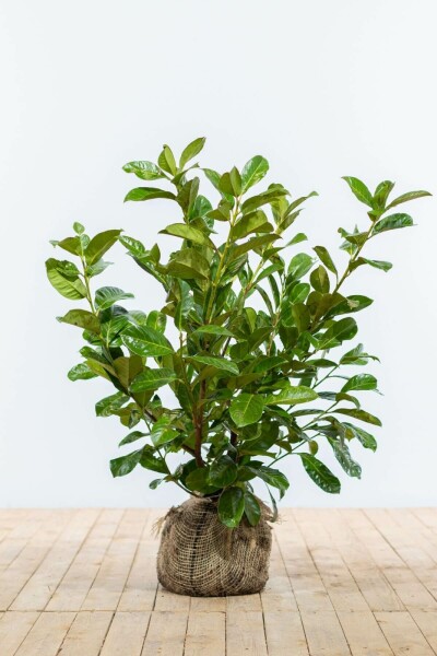 Prunus laurocerasus 'Rotundifolia' 80-100 cm