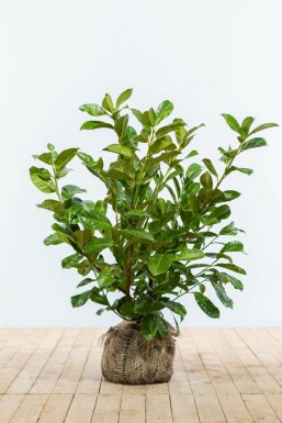 Prunus laurocerasus 'Rotundifolia' 80-100 cm