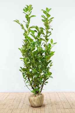 Prunus laurocerasus 'Rotundifolia' 150-175 cm