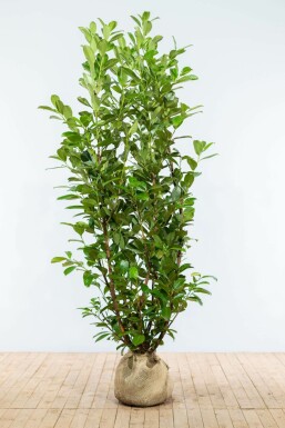 Prunus laurocerasus 'Rotundifolia' 175-200 cm
