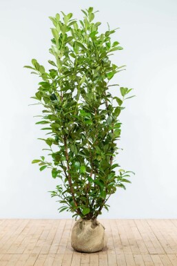 Laurbærkirsebær Prunus laurocerasus 'Rotundifolia' hæk 175-200 rodklump