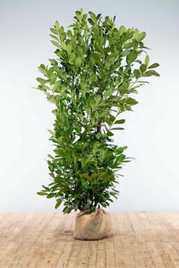 Prunus laurocerasus 'Rotundifolia' 200-225 cm