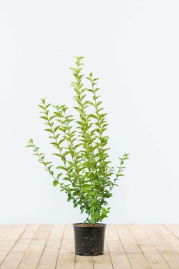Storbladet liguster Ligustrum ovalifolium hæk 40-60 potte Ligustrum ovalifolium 40-60 cm