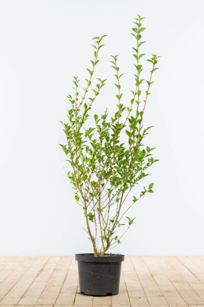 Ligustrum ovalifolium 80-100 cm
