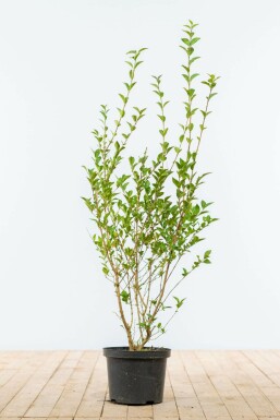 Ligustrum ovalifolium 80-100 cm