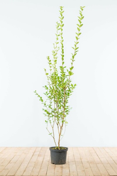 Ligustrum ovalifolium 150-175 cm