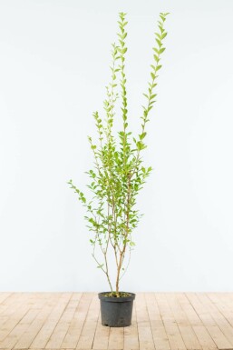 Ligustrum ovalifolium 150-175 cm