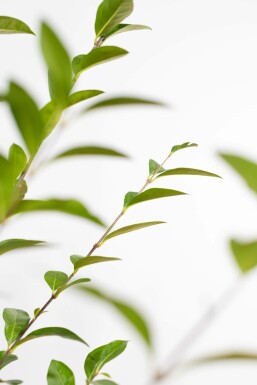 Ligustrum ovalifolium 150-175 cm