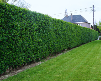 Ligustrum ovalifolium 150-175 cm