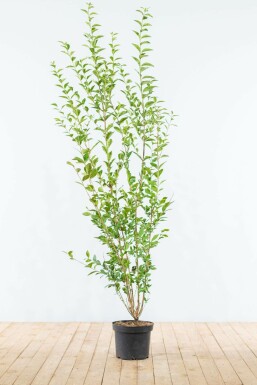 Ligustrum ovalifolium 175-200 cm