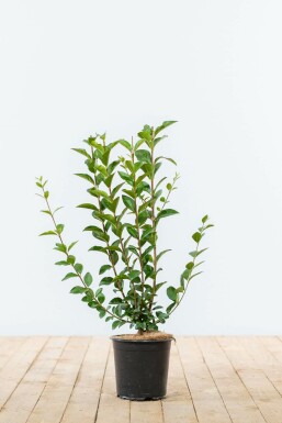 Ligustrum vulgare 40-60 cm